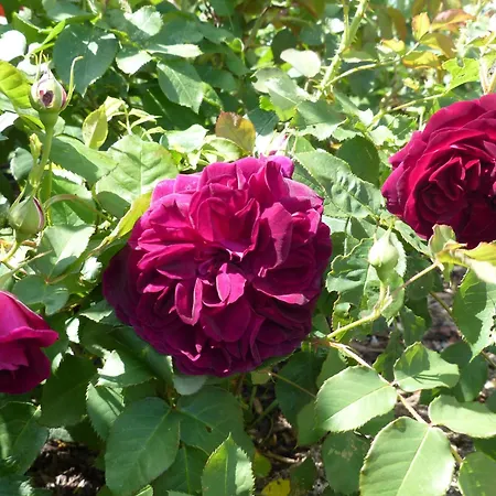 アパート Eifelrose *