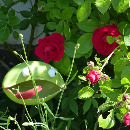 アパート Eifelrose *