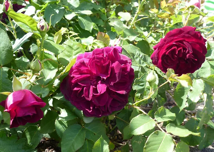 Apartment Eifelrose *